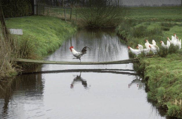 петух-живность-лидер-1375196